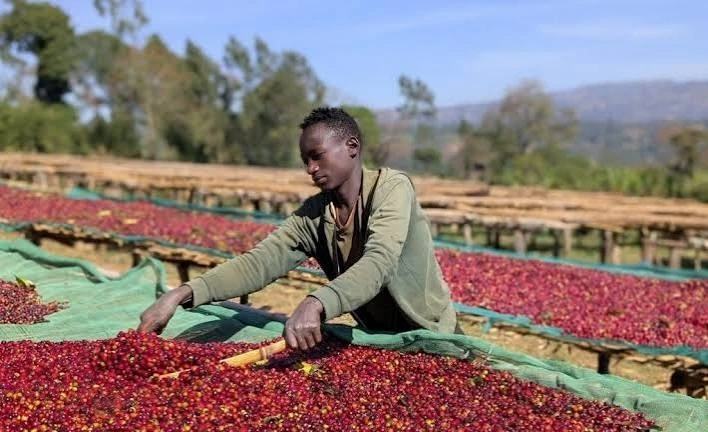 Why Ethiopian Coffee Is One of the Best